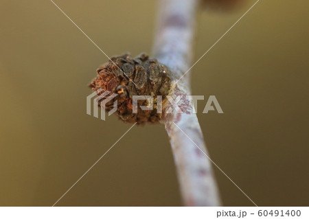 自然　植物　ナツメ、細枝を落とした跡（落枝痕）が積み重なった中に冬芽が。年季の入った枝の冬芽です 60491400