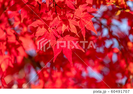 鮮やかな紅葉のクローズアップ 60491707