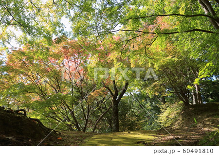 鮮やか紅葉 60491810
