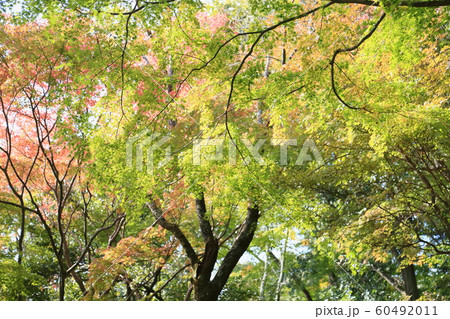 色づくカエデ 60492011
