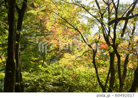 色づくカエデ 60492017