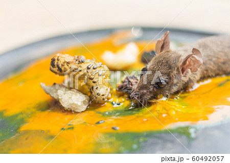 Rat in glue trap 60492057