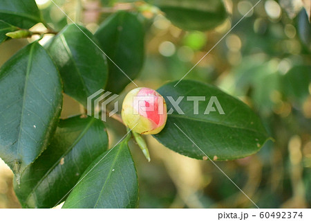 ツバキの花、山茶花 60492374