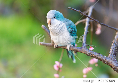 オキナインコ 60492869