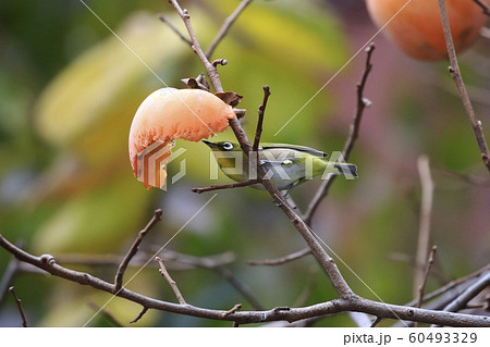 柿をついばむメジロ 柿をついばむメジロ 60493329