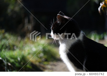 猫の横顔 猫の横顔 60493742