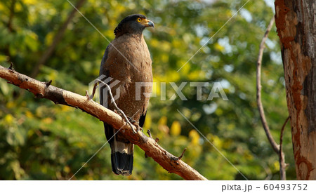 Crested serpent eagle, Spilornis cheela, Nagarhole National park, Karnataka, India 60493752