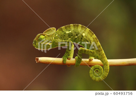 Indian Chameleon, Chamaeleo zeylanicus, Bandipur National Park, Karnataka, India 60493756