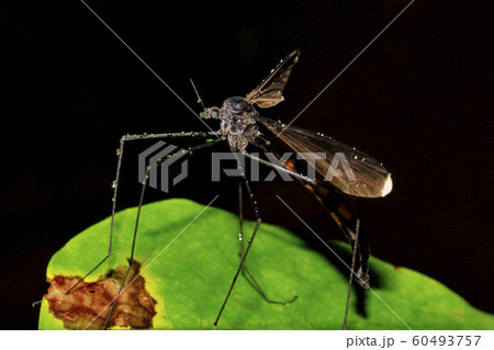 Crane fly, Tipulidae family, Agumbe, Karnataka, India 60493757