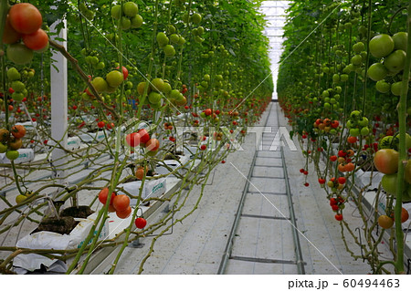 水耕栽培 トマトの水耕栽培 60494463