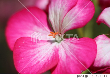 ゼラニウムのピンクの花の写真素材