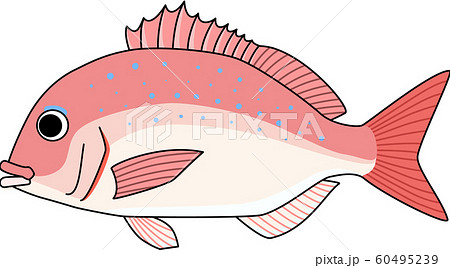チダイ 血鯛 イラストのイラスト素材