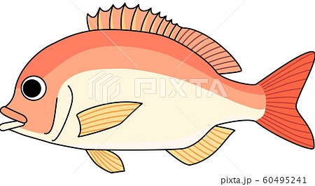 キダイ　レンコダイ　イラスト 60495241