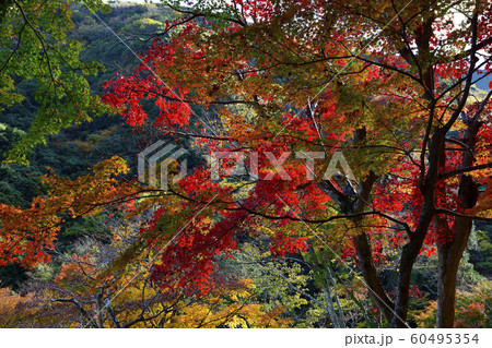 紅葉、いろは紅葉＠大威徳寺、岸和田市、大阪府 60495354