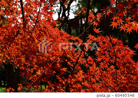 紅紅葉、いろは紅葉@檜尾公園、堺市、大阪府 紅紅葉、いろは紅葉@檜尾公園、堺市、大阪府 60495546