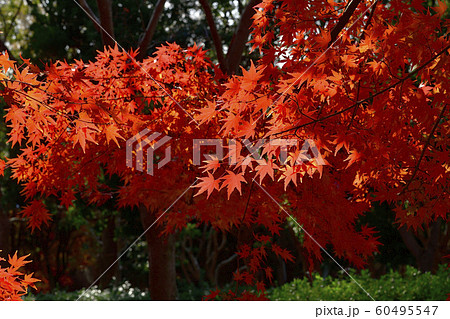 紅紅葉、いろは紅葉@檜尾公園、堺市、大阪府 紅紅葉、いろは紅葉@檜尾公園、堺市、大阪府 60495547