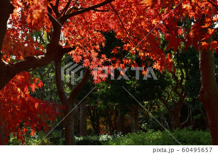 紅葉、いろは紅葉@檜尾公園、堺市、大阪府 紅葉、いろは紅葉@檜尾公園、堺市、大阪府 60495657