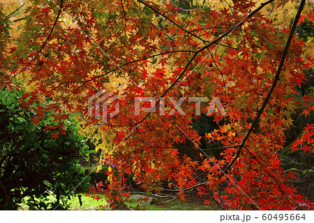紅葉、いろは紅葉＠檜尾公園、堺市、大阪府 60495664