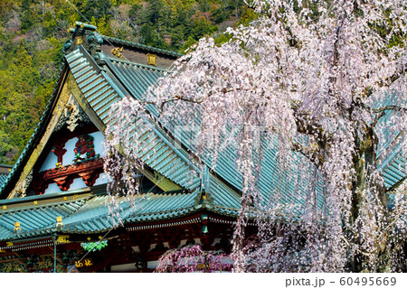 山梨県 身延山久遠寺 満開のシダレザクラと祖師堂 山梨県 身延山久遠寺 満開のシダレザクラと祖師堂 60495669