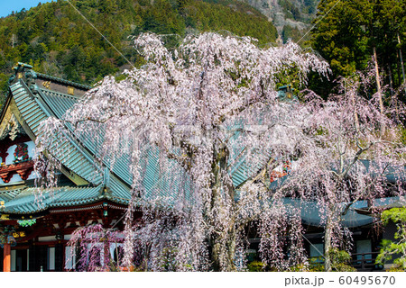 山梨県 身延山久遠寺　満開のシダレザクラと祖師堂 60495670
