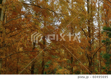 紅葉、メタセコイア、黄葉＠檜尾公園、堺市、大阪府 60495695