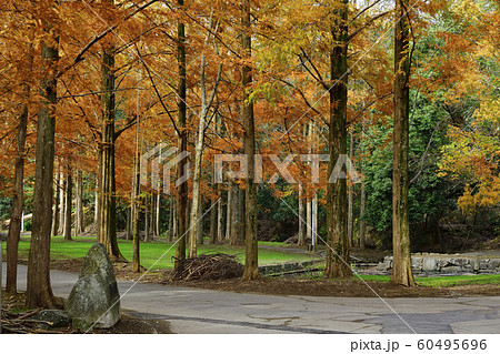 紅葉、メタセコイア、黄葉＠檜尾公園、堺市、大阪府 60495696
