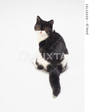 振り向いたエキゾチックショートヘアーの仔猫 60495765