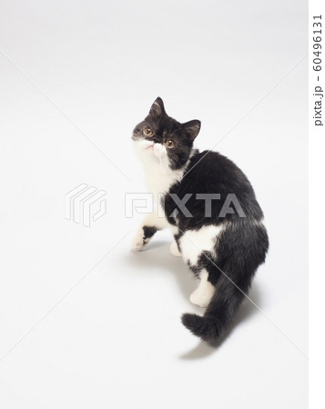 振り向いたエキゾチックショートヘアーの仔猫 振り向いたエキゾチックショートヘアーの仔猫 60496131