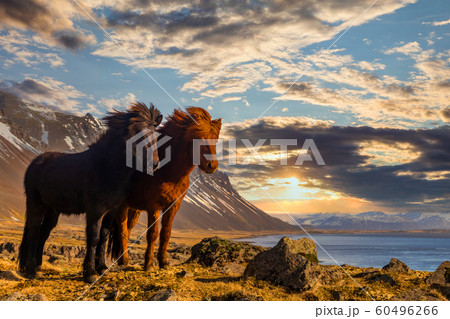 Icelandic horses. The Icelandic horse is a breed of horse developed in Iceland. 60496266
