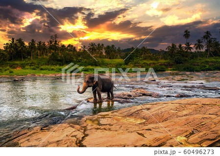 Elephant bathing in the river. Pinnawala Elephant Orphanage. Sri Lanka. 60496273