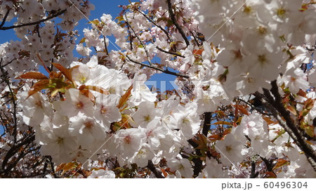 はなびら 60496304