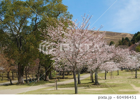 奈良公園の桜と若草山 60496451