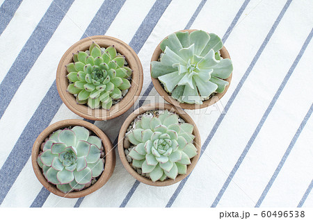 Top view of green Echerveria succulent plant clay pots on striped table clothes Top view of green Echerveria succulent plant clay pots on striped table clothes 60496538