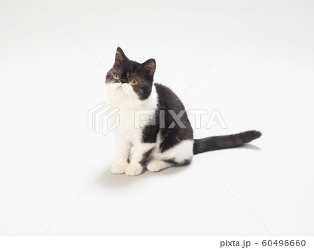 エキゾチックショートヘアーの仔猫 60496660