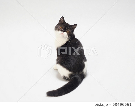 振り向いたエキゾチックショートヘアーの仔猫 振り向いたエキゾチックショートヘアーの仔猫 60496661