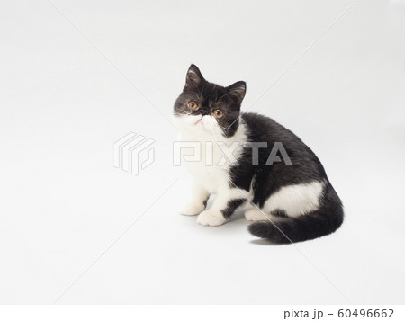 エキゾチックショートヘアーの仔猫 エキゾチックショートヘアーの仔猫 60496662