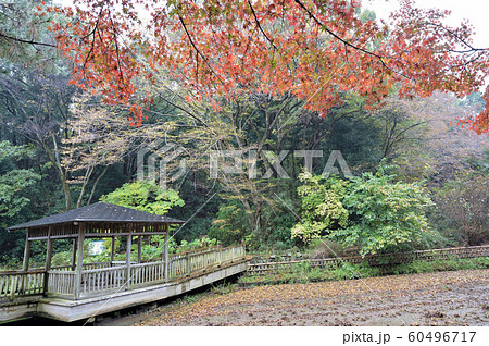 紅葉に包まれた雨の生田緑地 紅葉に包まれた雨の生田緑地 60496717