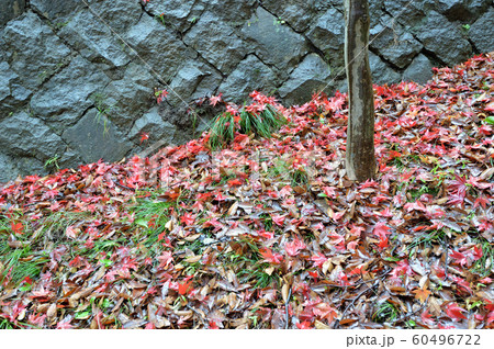 紅葉に包まれた雨の生田緑地 紅葉に包まれた雨の生田緑地 60496722