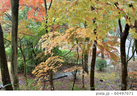 紅葉に包まれた雨の生田緑地 60497071