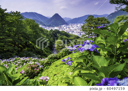 【静岡県】下田市・下田公園のアジサイ 60497159