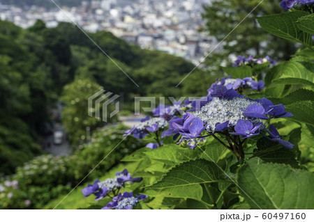 【静岡県】下田市・下田公園のアジサイ 60497160