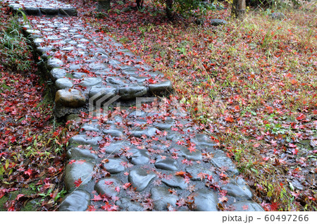 紅葉に包まれた雨の生田緑地 60497266