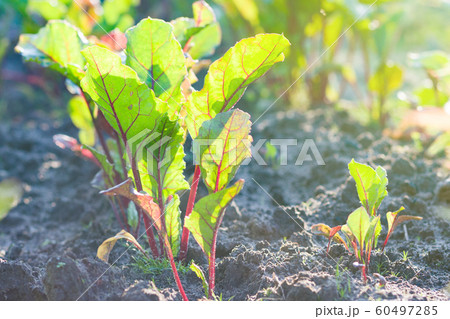beetroot plants growing on vegetable bed in sunny 60497285