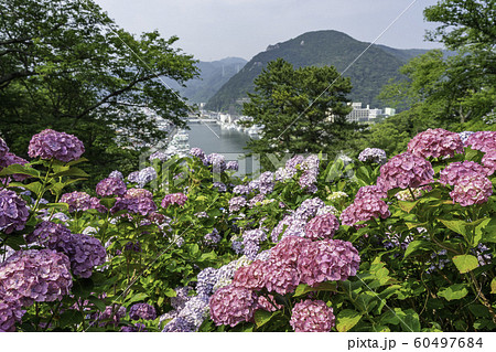 静岡県 下田市 下田公園のアジサイの写真素材