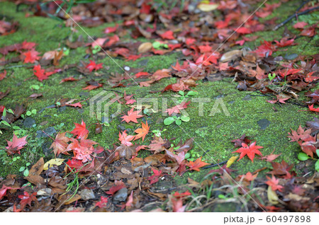 紅葉に包まれた雨の生田緑地 紅葉に包まれた雨の生田緑地 60497898