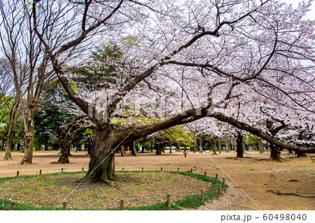 東京 代々木公園 満開の桜 東京 代々木公園 満開の桜 60498040