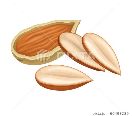 Almond Nuts in Shell and Half Peeled Vector Element 60498289
