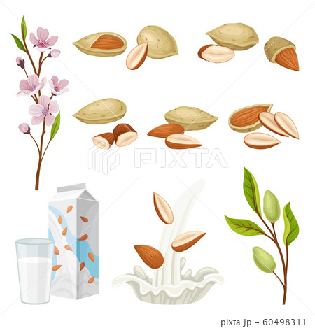 Almonds Plant And Nuts In Shell Vector Setのイラスト素材