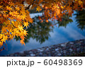 宇治川の川面とモミジ 60498369