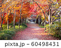 宇治川堤防の紅葉 60498431